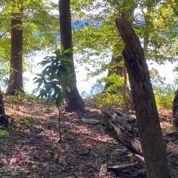 Aversboro Park - Wake Forest