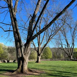 E. Carroll Joyner Park - Wake Forest