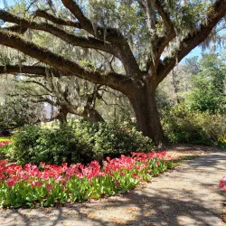 Airlie Gardens - Wilmington