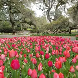 Airlie Gardens - Wilmington