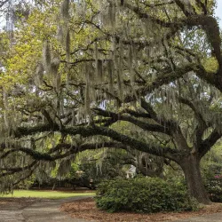 Airlie Gardens - Wilmington