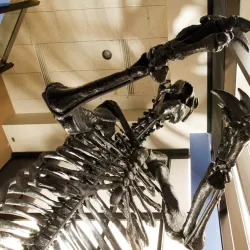 Cape Fear Museum - Wilmington