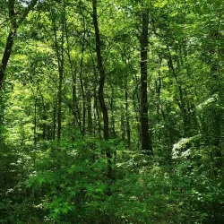 Neuse River Trail - Zebulon