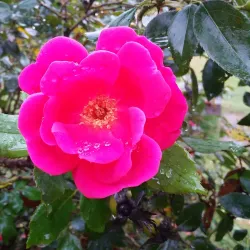 Zebulon Community Park - Zebulon