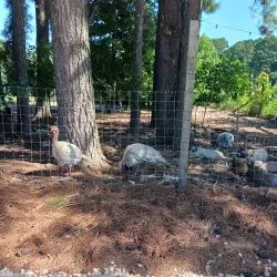 Zebulon Farmers Market - Zebulon