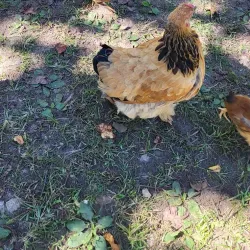 Zebulon Heritage Museum - Zebulon