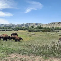 Teddy Roosevelt National Park (nearby) - Bismarck
