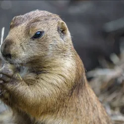 Red River Zoo - Fargo