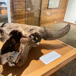 National Buffalo Museum - Jamestown