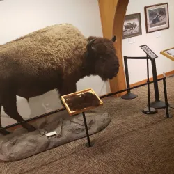 National Buffalo Museum - Jamestown