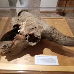 National Buffalo Museum - Jamestown