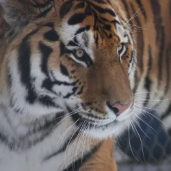 Roosevelt Park Zoo - Minot