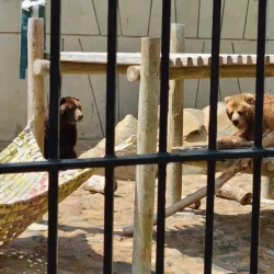 Roosevelt Park Zoo - Minot