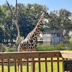 Roosevelt Park Zoo - Minot