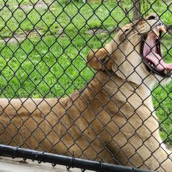 Roosevelt Park Zoo - Minot