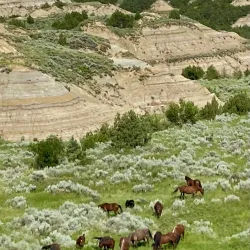 Theodore Roosevelt National Park (South Unit) - Watford City