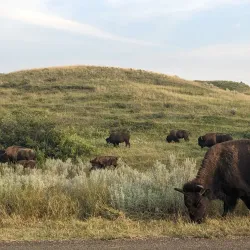 Theodore Roosevelt National Park (South Unit) - Watford City