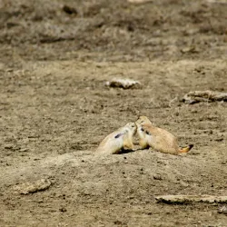Theodore Roosevelt National Park (South Unit) - Watford City