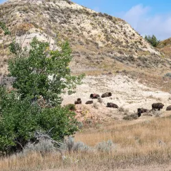 Theodore Roosevelt National Park (South Unit) - Watford City