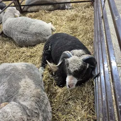 Ashland County Fairgrounds - Ashland