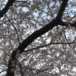 Downtown Canton Historic District - Canton