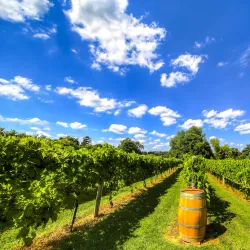 Gervasi Vineyard - Canton