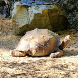 Cincinnati Zoo & Botanical Garden - Cincinnati