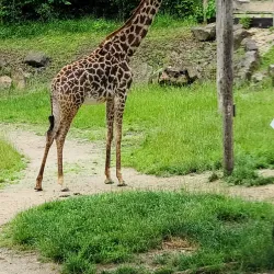Cincinnati Zoo & Botanical Garden - Cincinnati