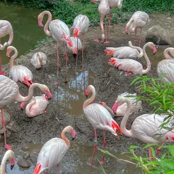 Cincinnati Zoo & Botanical Garden - Cincinnati