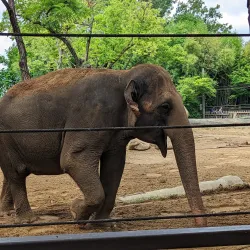 Cincinnati Zoo & Botanical Garden - Cincinnati