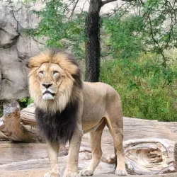 Cincinnati Zoo & Botanical Garden - Cincinnati