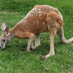Cincinnati Zoo & Botanical Garden - Cincinnati