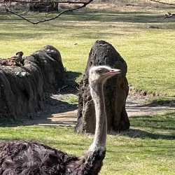 Cincinnati Zoo & Botanical Garden - Cincinnati
