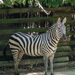 Cincinnati Zoo & Botanical Garden - Cincinnati