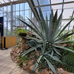 Krohn Conservatory - Cincinnati