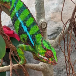 Cleveland Botanical Garden - Cleveland