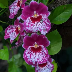 Cleveland Botanical Garden - Cleveland