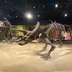 Cleveland Museum of Natural History - Cleveland