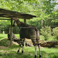 Columbus Zoo and Aquarium - Columbus