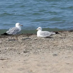 Conneaut Creek Park - Conneaut