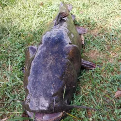 Greenfield Town Park - Greenfield