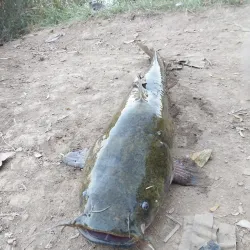 Greenfield Town Park - Greenfield