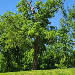 Millikin Woods Nature Preserve - Hamilton