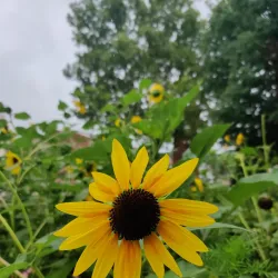 Hudson Farmers Market - Hudson