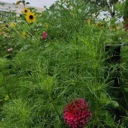 Hudson Farmers Market - Hudson