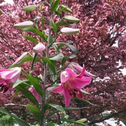 Lancaster City Park - Lancaster