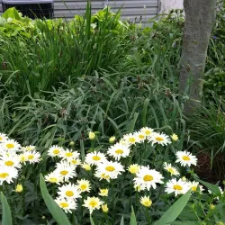 Lancaster City Park - Lancaster