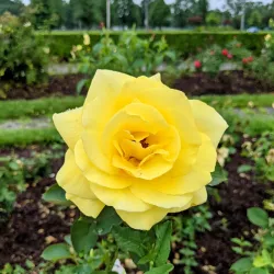 Lakeview Park - Lorain