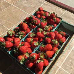 Lorain Farmers Market - Lorain