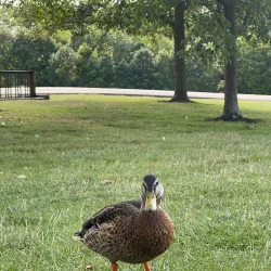 Pine Hill Lakes Park - Mason